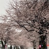 桜🌸桜🌸咲き始め〰🌸雨上がりの曇り空
