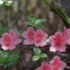 Rhododendron kaempferi var. kaempferi　ヤマツツジ