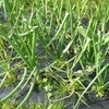 玉ねぎの草取り