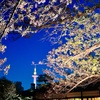 【渉成園ライトアップ🏮】普段見れない夜の渉成園と期間限定『月夜書店🌙』のカフェ時間☕️