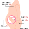 体重が増えるペースってどれくらい？