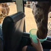 【Safari Park】バスからの餌やりが迫力ありすぎる、カンチャナブリのサファリパーク！