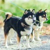 【犬OKの社員寮つき】犬と人と仲良くなれるお仕事、ただいま求人中。