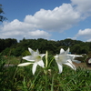 花の咲く風景『都立神代植物公園　宿根草園～芝生広場～タイムカプセル編』