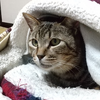 猫あるある、にゃんこはにゃんこの動画が好き😸