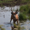 Marsh Deer アメリカヌマジカ