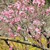 なつかしの散歩旅：菊桃の花まつり：ラ・スカイファーム ①（広島県世羅郡世羅町）