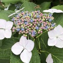 かぐたち