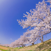 満開の桜堤：神通川さくら堤