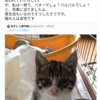 『保護猫「バル」に幸あれ』の事。