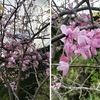 芝桜・花蘇芳（はなずおう）・春蘭を詠んだ短歌（花菜ガーデンの花々１）　過ごしやすかった昨日，平塚花菜ガーデンへ行ってきました．今の季節，イチオシといえる花はないかな，とは思うものの，十分楽しめます．　芝桜かがやき擬宝珠（ぎぼうしゅ）の若葉萌ゆ亡きも在るも等しく春の日の中　吉田正俊　　花蘇芳咲くを忘るることあらじ疾風（はやて）は大和もみしだけども　馬場あき子　　花蘇芳枝に咲き群れこまかなるそのかなしみは紫にして　松坂弘　　春蘭の花茎あまた並び立ち光うららかに心虚しき　窪田空穂
