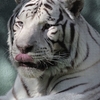 【White Tiger】