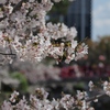 【おでかけ】岡崎城公園でお花見 (2025/04/05)