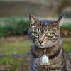 【α6400】ファームウェアアップデート：動物瞳AFを試してみた