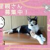 【保護猫｜里親さん募集中】ななこちゃん😺ワクチン接種〈佐世保発〉