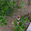 フェイジョアが開花