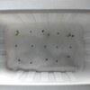 ハエトリソウ観察日記 13