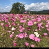 １０月４日（月）山形には縁がある昨日も寒河江の慈恩寺の阿弥陀展、川西のダリア