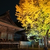 【日常】八幡神社・千本イチョウのライトアップ