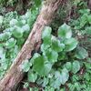 沢ワサビが少し増え僅か採って葉わさび漬けに