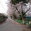 蝉ヶ淵稲荷(鹿沼市)の桜吹雪。2023年4月上旬。