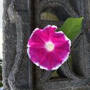 小野さんの終日物思ひ