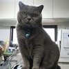 急性腎不全から奇跡的に回復した愛猫ボニーの話