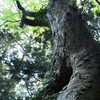 神樹　大分県豊後高田市臼野