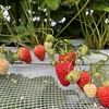 完熟いちご🍓狩り情報 ５月１１日(水)は開園日です‼️😊💕🍀✨お客様のご来園をお待ち致しております🙏🙇‍♂️