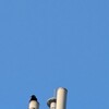 街なかでのカラス観察は…