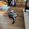 猫が残していった物Ⅱ