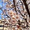 朝の桜と夜の桜