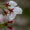 菜種梅雨・・しずく桜の花見