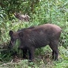 山の畑にイノシシ参上！