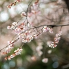 寒桜