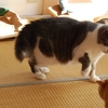 こぜりあい