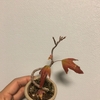 紅葉した！（bonsai）