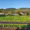 夏野菜片付け