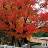 西大寺幼稚園のもみじ