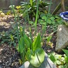 植えっぱなしの球根は地中を動くの？【球根のお話2】