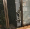 網戸を登る猫