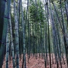 【京都嵐山】竹林の道