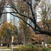 （紹介：植物）「新宿中央公園眺望のもり」の12月の様子を紹介します