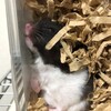 くろごまあん119日目