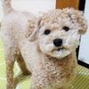 ニゴくんおっとっとを食べる