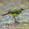 長崎で渡り鳥の観察（２０１９　０５１４）