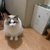 朝はタンス入り、夜は大興奮で追いかけっこしたふくちゃん