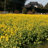 一面の菜の花