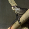 コツメカワウソ Aonyx cinerea