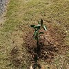 みかんの木を植える